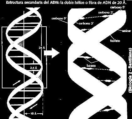 ÁCIDOS NUCLEICOS estructura del ADN La