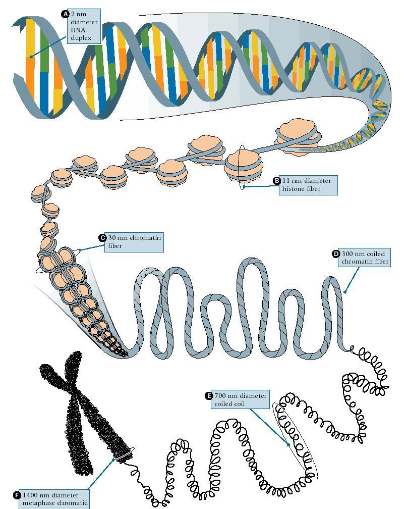 ÁCIDOS NUCLEICOS estructura del ADN