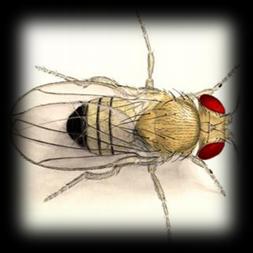 ÁCIDOS NUCLEICOS estudios genéticos Drosophila melanogaster Es una especie utilizada frecuentemente en experimentación genética, dado que posee: número reducido de cromosomas (4 pares), ciclo de vida