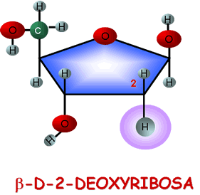 LOS ÁCIDOS NUCLEICOS Son polímeros de alto peso molecular constituidos por: ácido fosfórico un tipo de pentosa (ribosa o desoxiribosa) un tipo de base nitrogenada (púricas o pirimidínicas) Si la
