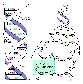La combinación de bases puede dar lugar a un enorme número de cadenas. En el hombre hay 5,6 x 10 9 pares de nucleótidos que pueden dar 4 5.600.000.000 ADN distintos.