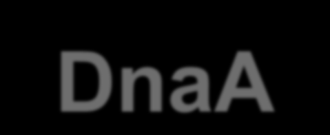 Proteína DnaA La proteína DnaA es un monómero de 52 kda. Tiene una muy alta afinidad por ATP (K d = 0.03 M) y lo hidroliza lentamente a ADP en una forma dependiente de DNA.