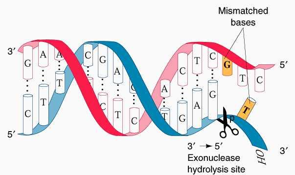 Propiedades de las DNA Polimerasas FIDELIDAD Y PROCESIVIDAD La FIDELIDAD se refiere al seguimiento exacto de la secuencia que sirve como molde.