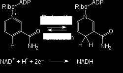 1. Formación del intermediario, enzima adenilada, con NAD + (o con ATP en la DNA ligasa del virus T4). Reacción de la DNA ligasa 2.