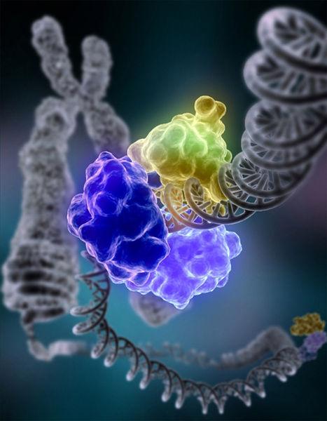 DNA ligasa Las DNA ligasas catalizan el paso crucial de reunir extremos rotos