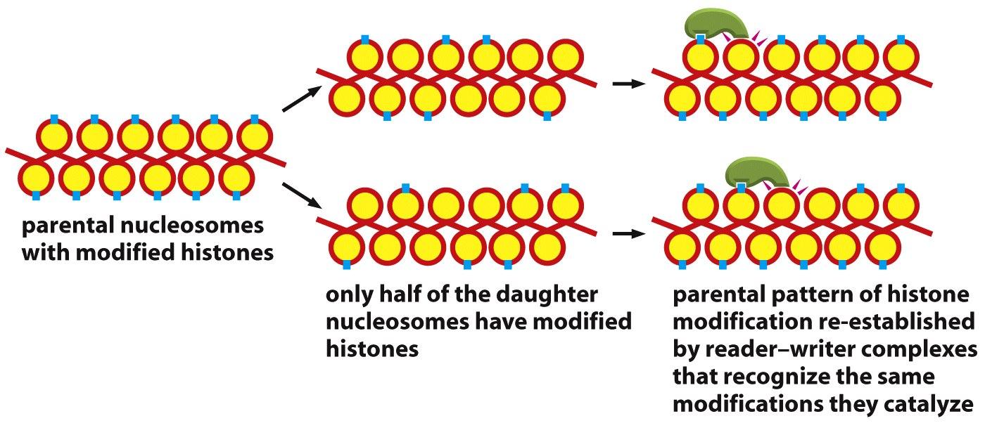 El patrón de nucleosomas