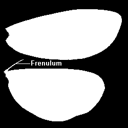 Hemielitros. La mitad basal de estas alas es de consistencia apergaminada y se llama corium, mientras la parte terminal es de consistencia membranosa y se llama membrana.