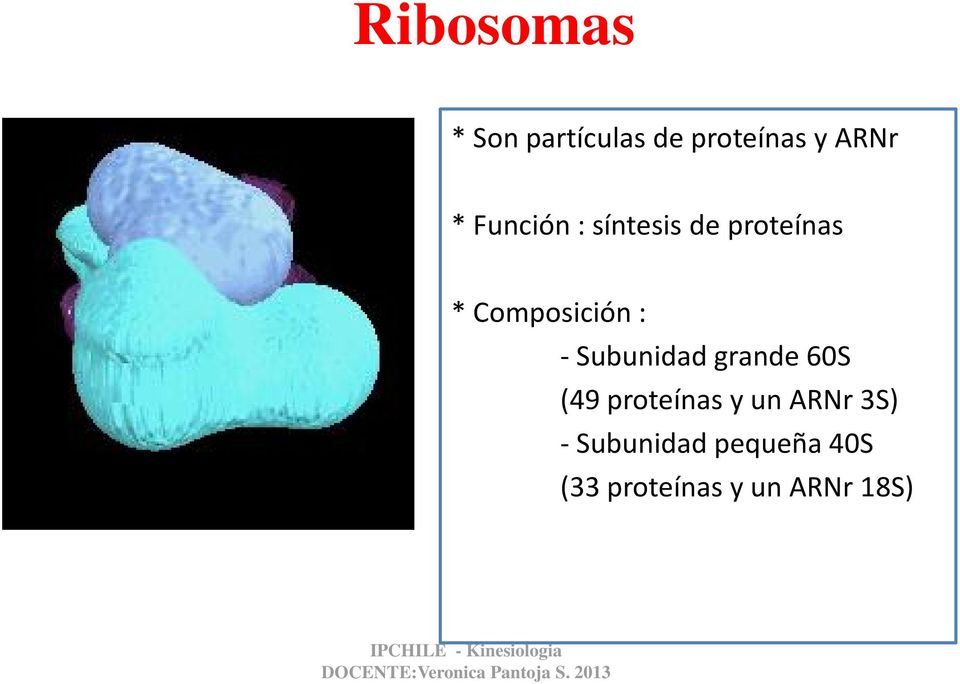 Subunidad grande 60S (49 proteínas y un ARNr 3S)