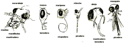 En los artrópodos existen varias piezas bucales, mandíbulas, maxilas y labio, que varían en su morfología en función del tipo de alimento que consumen.