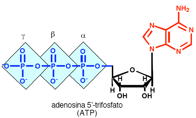 ucleótidos ucleósidos-monofosfato: MP
