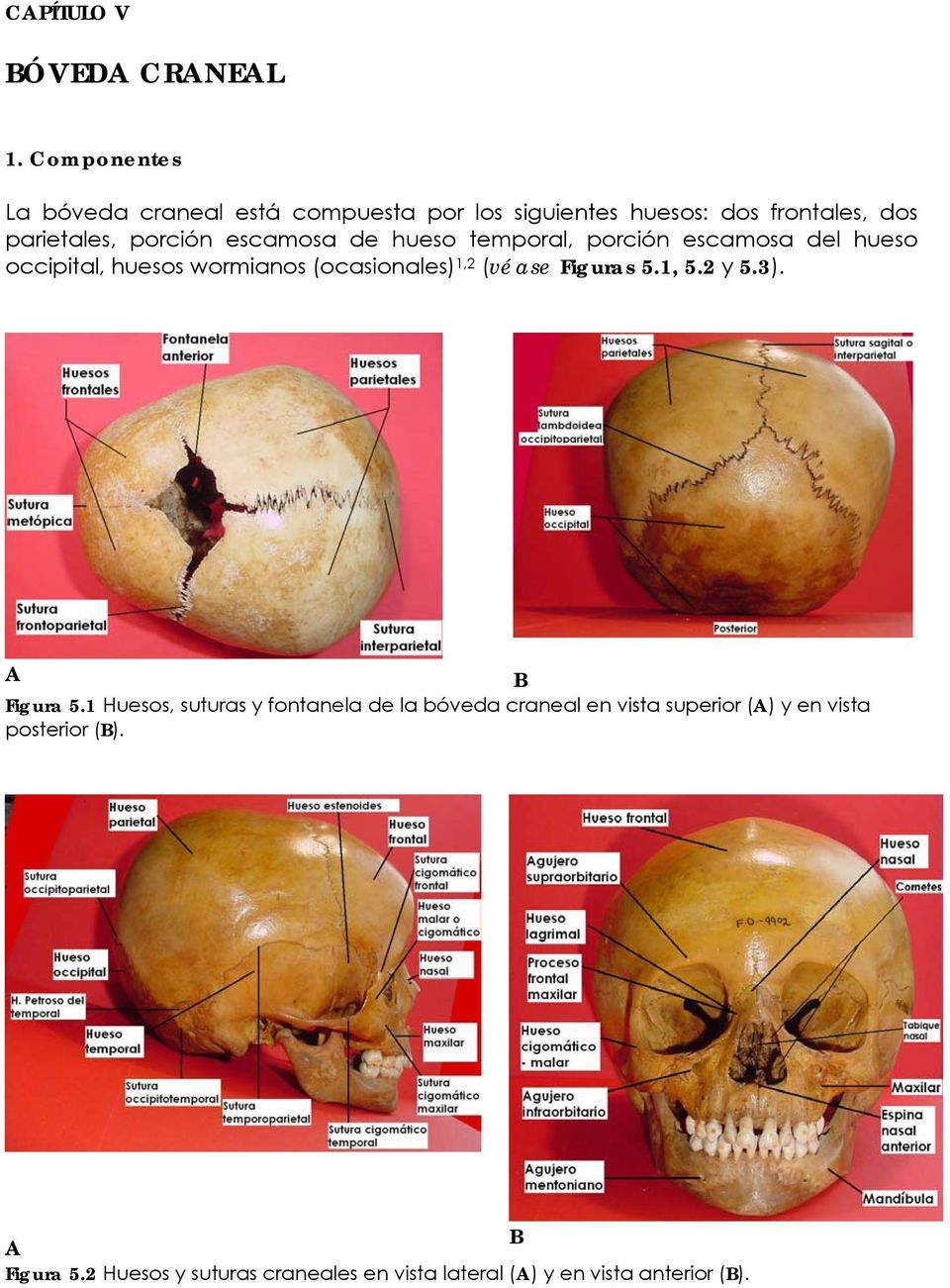 escamosa de hueso temporal, porción escamosa del hueso occipital, huesos wormianos (ocasionales) 1,2 (véase Figuras 5.