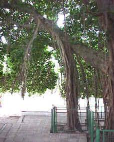 Ficus benghalensis, higuera de la India Raíces fúlcreas en desarrollo y fijadas al Aspecto general del árbol suelo Algunas plantas tienen raíces gemíferas: se forman yemas en las raíces que permiten