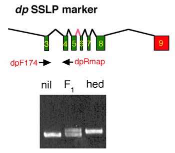 STS STS (Sitios etiquetados por la secuencia) o SSLP
