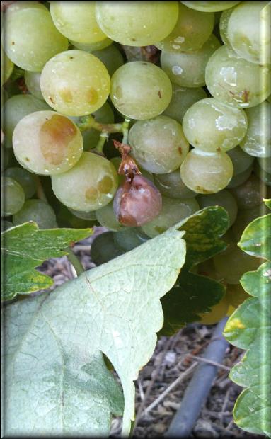 Las precipitaciones en esta época contribuyen a aumentar considerablemente el tamaño y el peso de la uva.