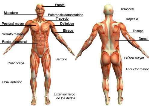 NUESTROS MÚSCULOS Un músculo es un tejido blando que se encuentra en la mayoría de los animales. Generan movimiento al contraerse o extendiéndose, al relajarse.