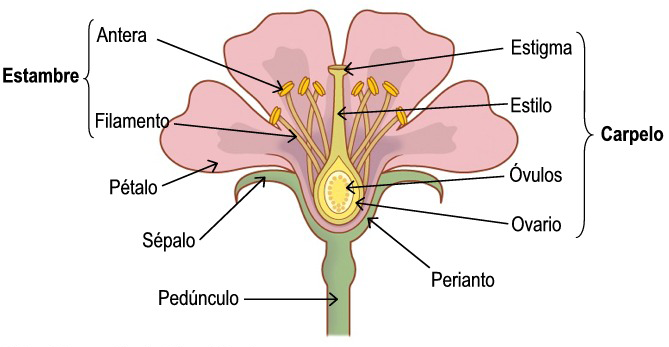 Un carpelo se compone del ovario, el estilo y el estigma.