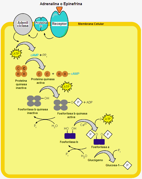 Adrenalina Receptor Proteína G Adenil-ciclasa ATP AMPc AMPc + RR