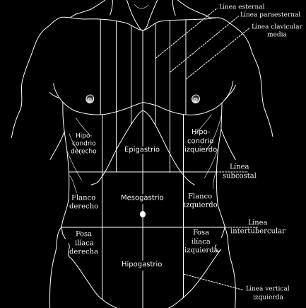 E.1 REGIONES ANATÓMICAS EXTERNAS DEL ABDOMEN Con fines clínicos, como la descripción del dolor, tumores e incisiones, el abdomen se divide en regiones que se definen por líneas en la superficie de la