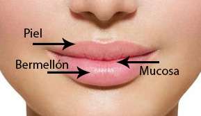 En la parte anterior, los labios están cubiertos de piel por la parte exterior y de mucosas en el interior de la boca. El borde de los labios es llamado borde de bermellón.