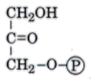 Lanzadera del Glicerol 3-fosfato Tejidos: Músculo esquelético y cerebro Enzima: Glicerol 3 fosfato deshidrogenasa Sustratos: