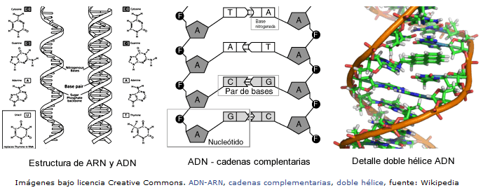 2.2.6 Ácidos nucleicos Químicamente formados por C, H, O, N y P. Son moléculas de elevado peso molecular (de gran tamaño). Constituidos por cadenas de monómeros denominados nucleótidos.