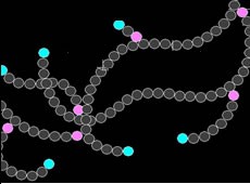 2.2.3 Glúcidos Formadas por carbono, hidrógeno y oxígeno. Se forman de la unión de moléculas más pequeñas (monómeros) llamadas monosacáridos.
