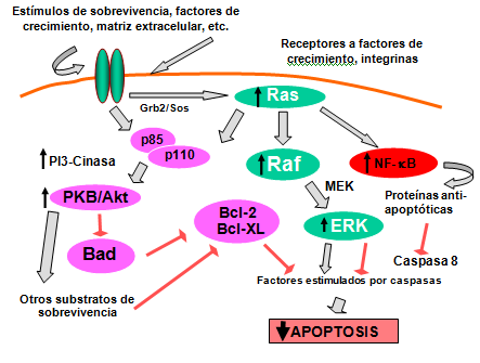 MENSAJE BIOQUÍMICO, Vol. XXXI (2007) Figura. 4. Regulación de la apoptosis por la proteína oncogénica Ras.