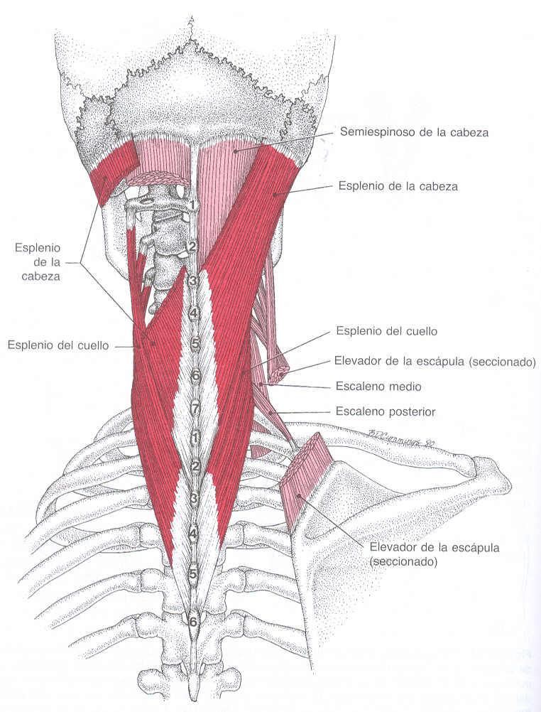 Consideraciones Anatómicas- Músculos vertebrales Cervicales Vista Posterior 3 2 1 1.