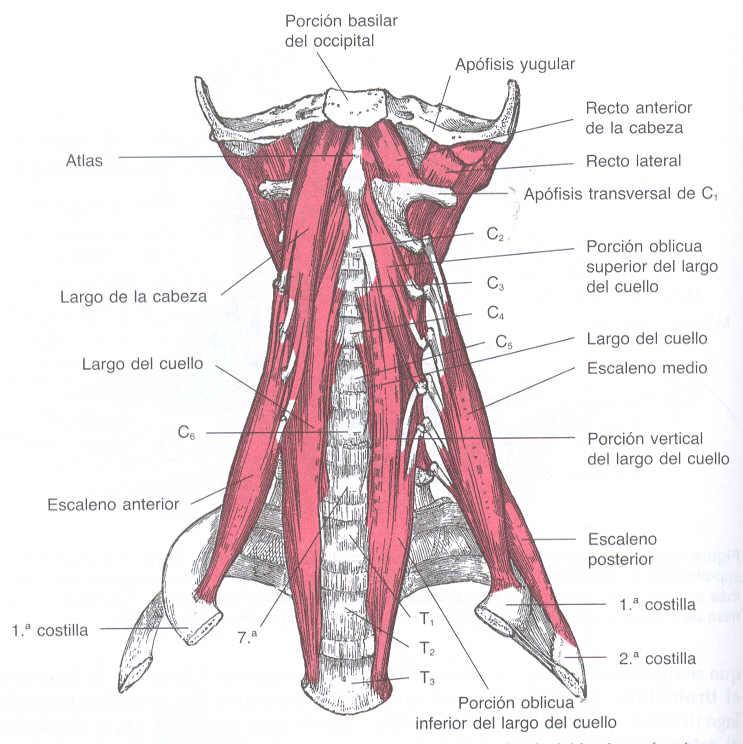 Consideraciones Anatómicas- Músculos vertebrales Cervicales Vista Anterior Recto anterior de la Cabeza FLX Recto Lateral FLX INCL Porción oblicua superior del