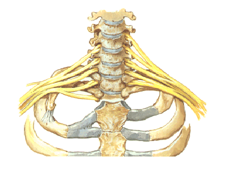Consideraciones Anatómicas del Sistema Nervioso Sitio de Emergencia de la Raíces Nerviosas Niveles de salida de los nervios cervicales: Las raíces emergen lateralmente a través del área superior de