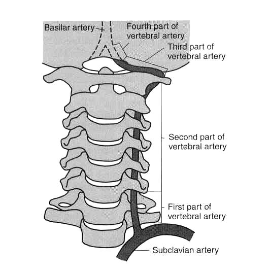 Arteria Vertebral Relación con la Columna Cervical Se origina de la arteria Subclavia Ingresa al agujero de Conjunción de C6 hasta C1.