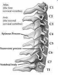 Generalidades 7 vértebras que funcionan en concordancia con el cráneo.