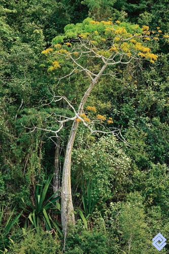 Esta selva cuenta con una gran variedad de flora, debemos destacar que es el hábitat de arboles que van desde los 15 a 30 ó mas metros de altura.