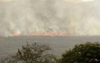 PROBLEMÁTICA. Durante el severo incendio forestal de 1998, se vieron seriamente afectadas muchas hectáreas de la Selva El Ocote causando la muerte de miles de especies silvestres.