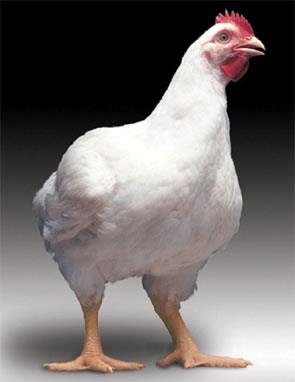 Del mismo modo, el color de la piel del pollo amarillo dorado a menudo se asocia con la frescura y la carne sana.