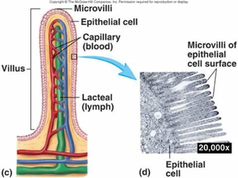 Estructura vellosidad intestinal Epitelio de una única capa de células que asegura una mínima distancia de difusión entre el lumen intestinal y la red de capilares.
