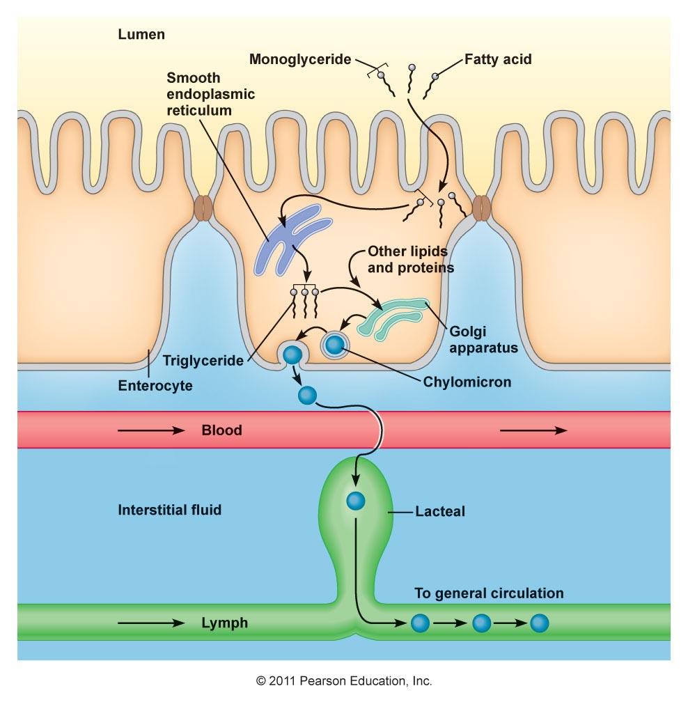 Métodos de absorción: Lípidos Los monoglicéridos procedentes de la digestión de los lípidos, son absorbidos por difusión simple, dado su carácter hidrofóbico, atravesando libremente la membrana de