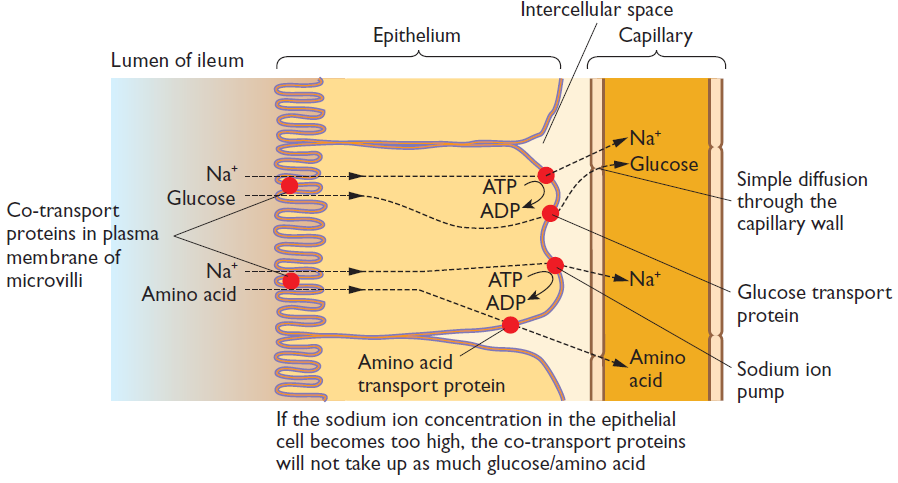 Métodos de absorción: Proteínas Los aminoácidos son absorbidos al igual que los monosacáridos, entrando en las células epiteliales mediante co-transporte con iones sodio por difusión facilitada,