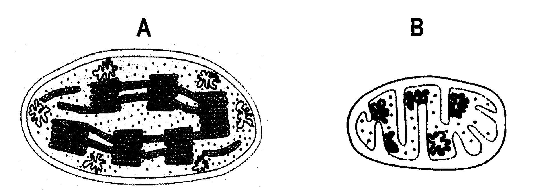 9. A la vista de la imagen, que representa el núcleo interfásico de una célula eucariota, contesta a las siguientes cuestiones: a.