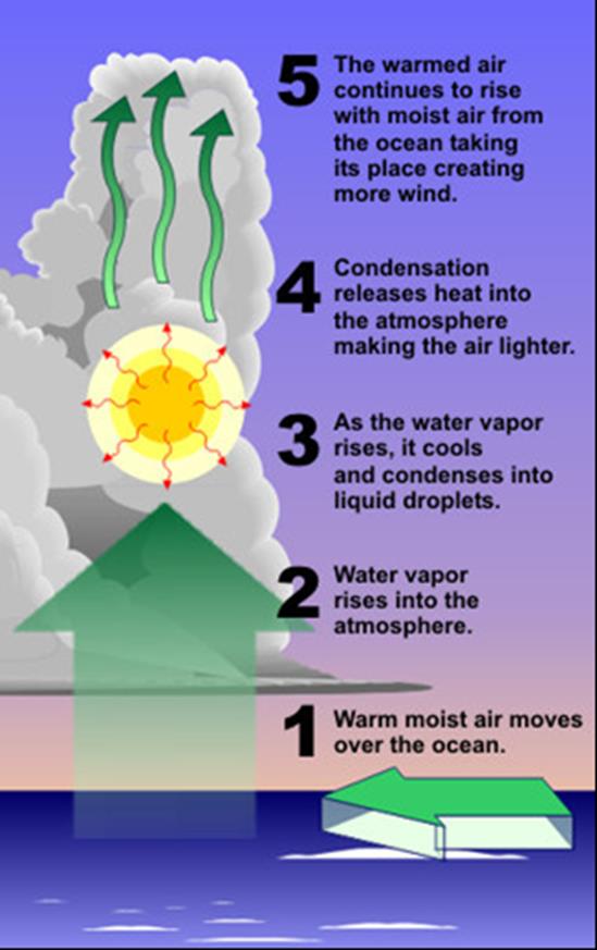 5. El aire caliente continua subiendo con aire húmedo del océano, creando más viento. 4. La condensación libera calor a la atmósfera haciendo el aire liviano. 3.