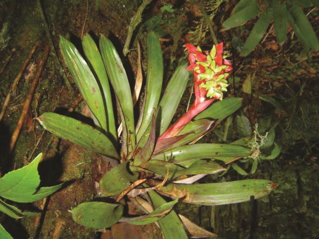 La vegetación característica de los climas lluviosos tropicales es el bosque o selva siempre verde, con árboles altos (hasta 60m), de hojas perennes y con follaje espeso, que impiden que los rayos