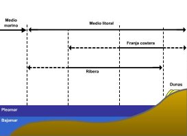 25. Litoral: Franja de la costa comprendida entre la línea de máximo alcance de la marea y la de mínimo. 26.
