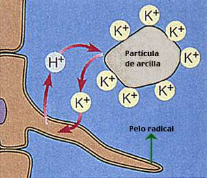 ABSORCIÓN DE AGUA Y SALES MINERALES El agua atraviesa la membrana celular de las células de la raíz mediante: -