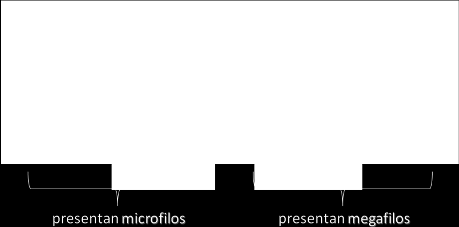 Figura 3: Distintos tipos de sifonostelas. Nótese en todos la presencia de médula (M), lagunas foliares (L) y rastros foliares (R).
