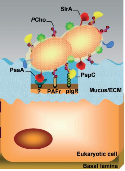 COLONIZACIÓN Mecanismos efectores Mecanismos Innatos Factores epiteliales Factores solubles Componentes celulares Proteína C Reactiva Activa complemento por vía clásica, inhibe adhesión bacteriana al