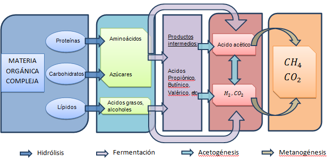 3) Acetogénesis: los productos finales del proceso de acidogénesis se convierten en acetato por medio de la deshidrogenación acetogénica.