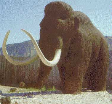 elefantes. Los mamuts tenían unos colmillos curvados y tan largos que alcanzaban una longitud de casi 3,2 metros.