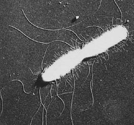18 Figura 16: Bacteria con ADN extracromosómico (plásmidos) en su citoplasma Flagelos Los flagelos bacterianos son apéndices largos y finos que se encuentran fijos a la célula por uno de sus extremos