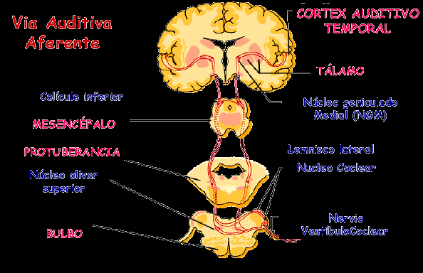 La información se transmite desde las células pilosas del órgano de Corti hasta los nervios cocleares aferentes.