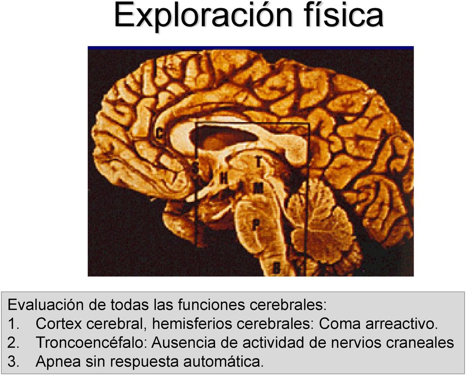 Cortex cerebral, hemisferios cerebrales: Coma